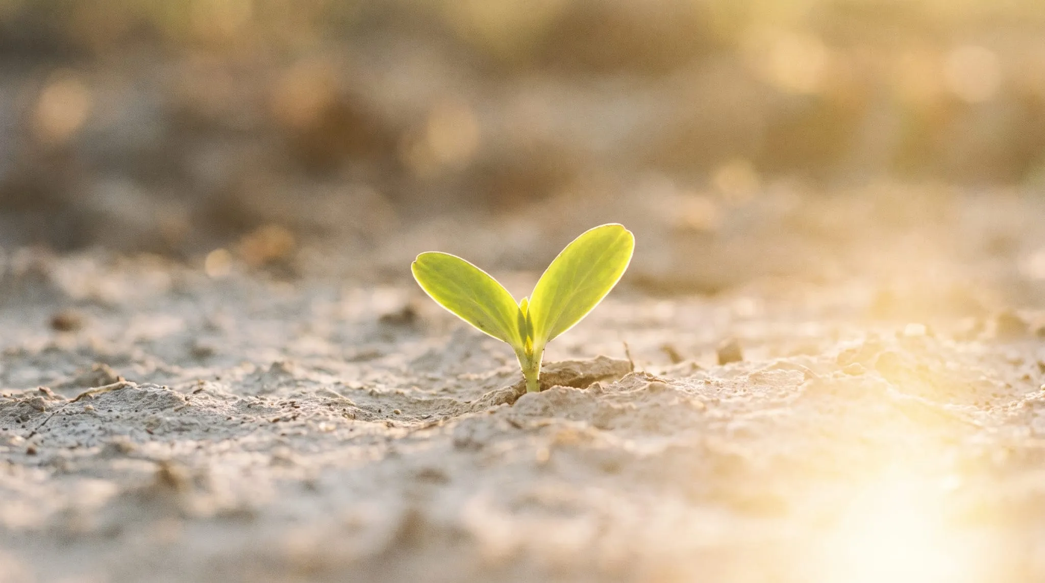 A single green seedling in pale soil, low golden sunlight rimming its leaves